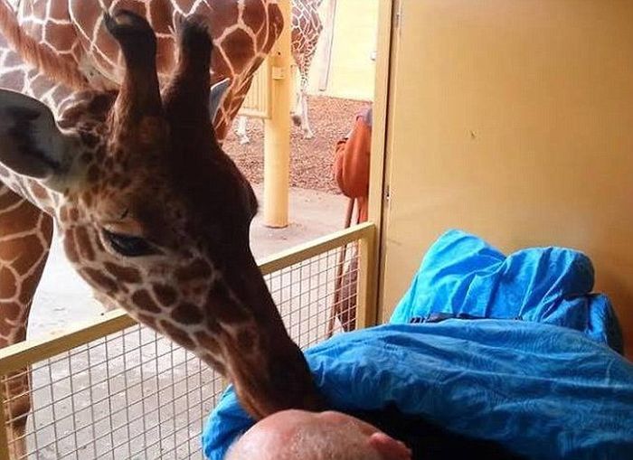 giraffe kisses zookeeper dying of cancer