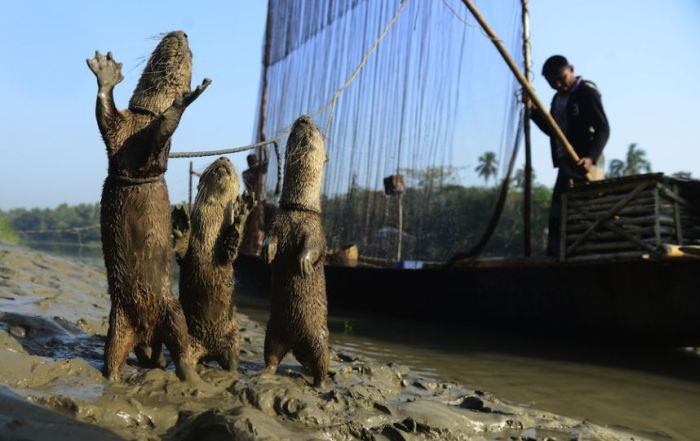 fishing with otters