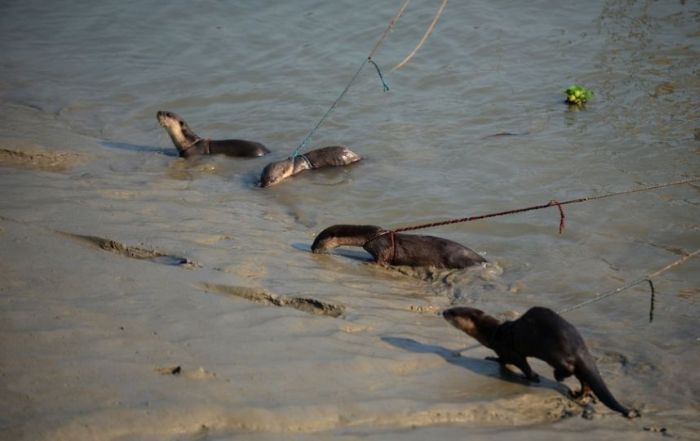 fishing with otters