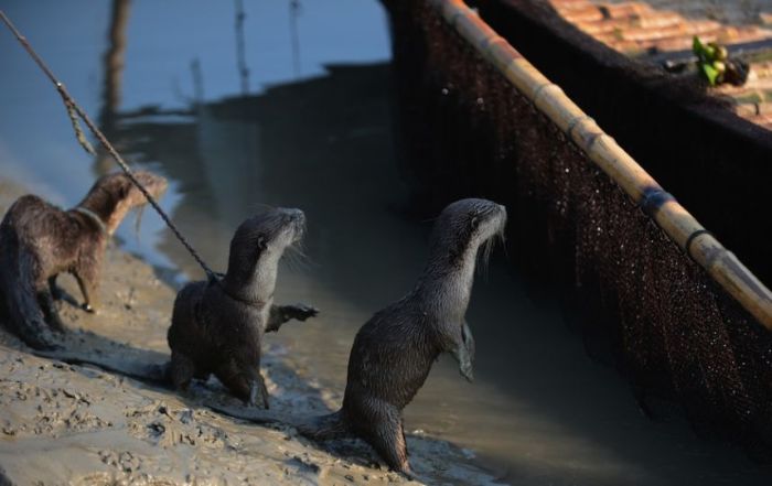 fishing with otters