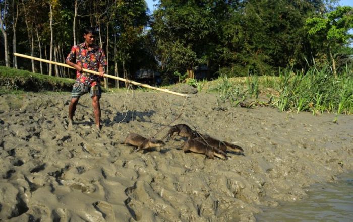 fishing with otters