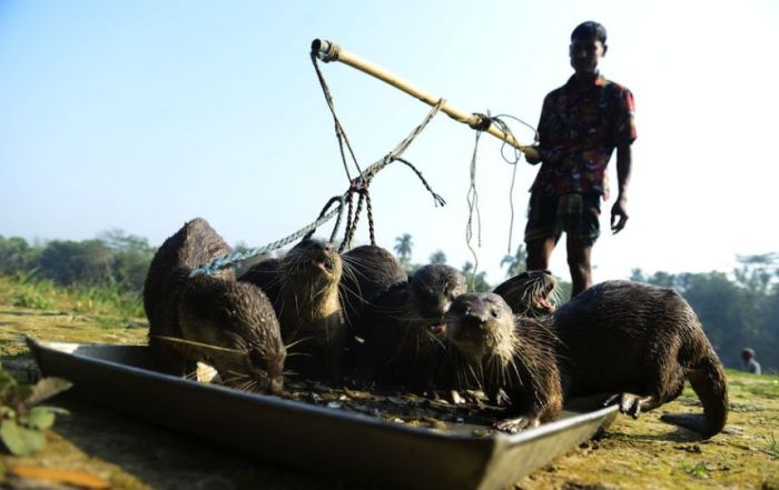 fishing with otters