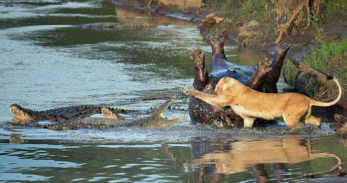 lioness fights crocodile for hippo