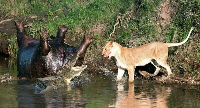 lioness fights crocodile for hippo