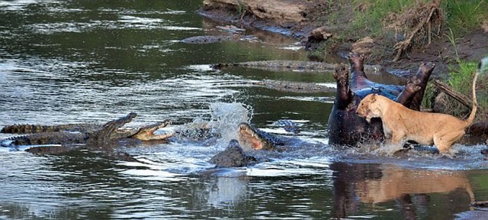 lioness fights crocodile for hippo