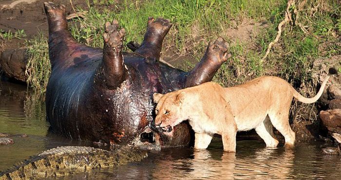 lioness fights crocodile for hippo