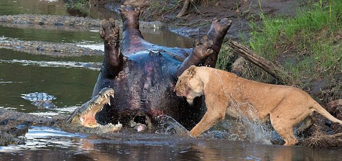 lioness fights crocodile for hippo