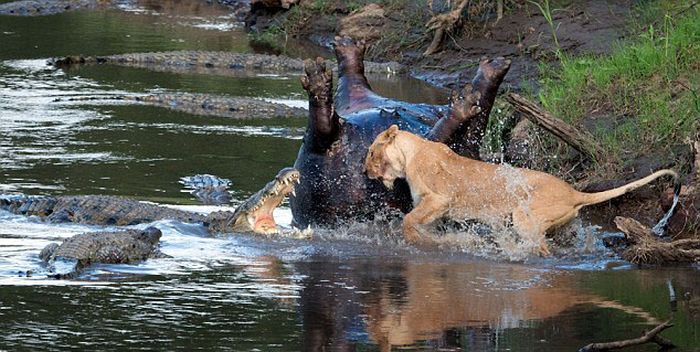 lioness fights crocodile for hippo