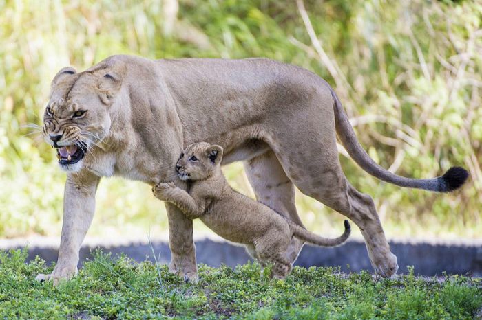 Three-month-old lion cub K'wasi meet his mom Asha, Miami-Dade Zoological Park and Gardens, Miami, Florida, United States