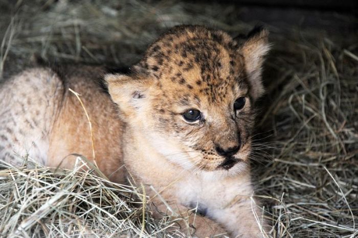 Three-month-old lion cub K'wasi meet his mom Asha, Miami-Dade Zoological Park and Gardens, Miami, Florida, United States