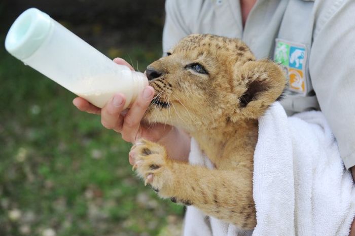 Three-month-old lion cub K'wasi meet his mom Asha, Miami-Dade Zoological Park and Gardens, Miami, Florida, United States