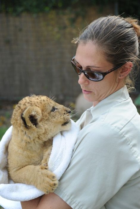 Three-month-old lion cub K'wasi meet his mom Asha, Miami-Dade Zoological Park and Gardens, Miami, Florida, United States