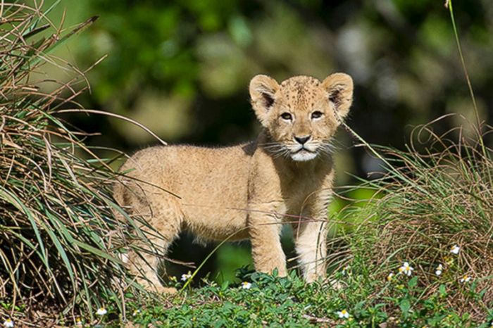 Three-month-old lion cub K'wasi meet his mom Asha, Miami-Dade Zoological Park and Gardens, Miami, Florida, United States