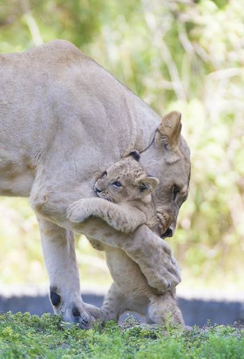 Three-month-old lion cub K'wasi meet his mom Asha, Miami-Dade Zoological Park and Gardens, Miami, Florida, United States