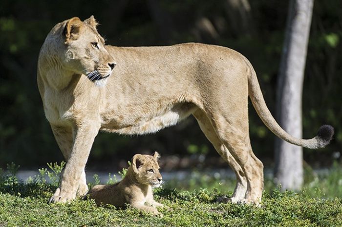 Three-month-old lion cub K'wasi meet his mom Asha, Miami-Dade Zoological Park and Gardens, Miami, Florida, United States