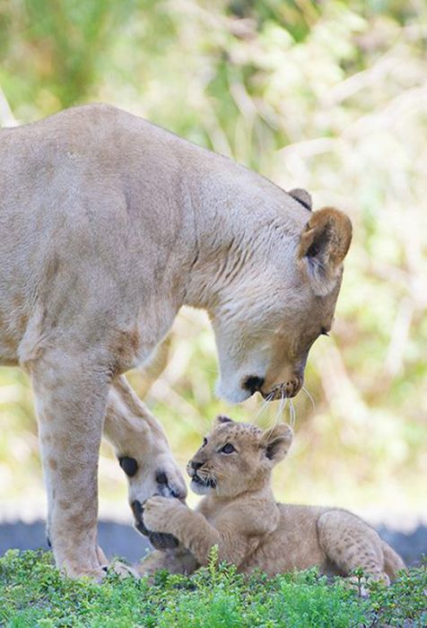 Three-month-old lion cub K'wasi meet his mom Asha, Miami-Dade Zoological Park and Gardens, Miami, Florida, United States