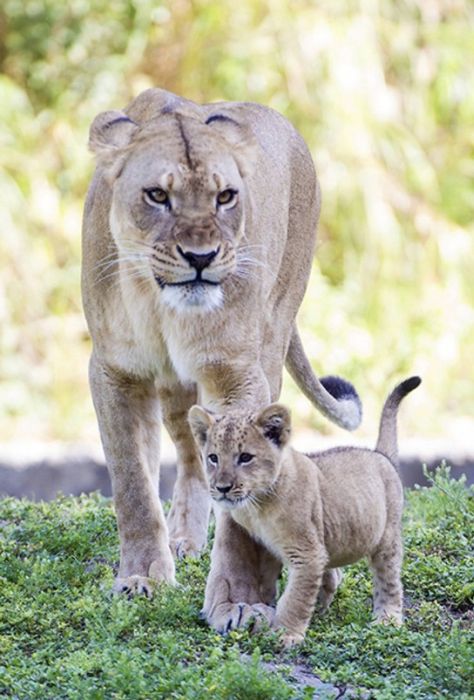 Three-month-old lion cub K'wasi meet his mom Asha, Miami-Dade Zoological Park and Gardens, Miami, Florida, United States