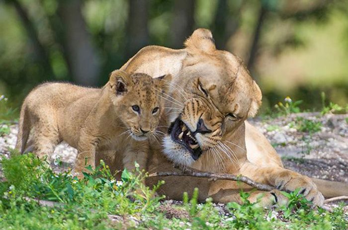 Three-month-old lion cub K'wasi meet his mom Asha, Miami-Dade Zoological Park and Gardens, Miami, Florida, United States