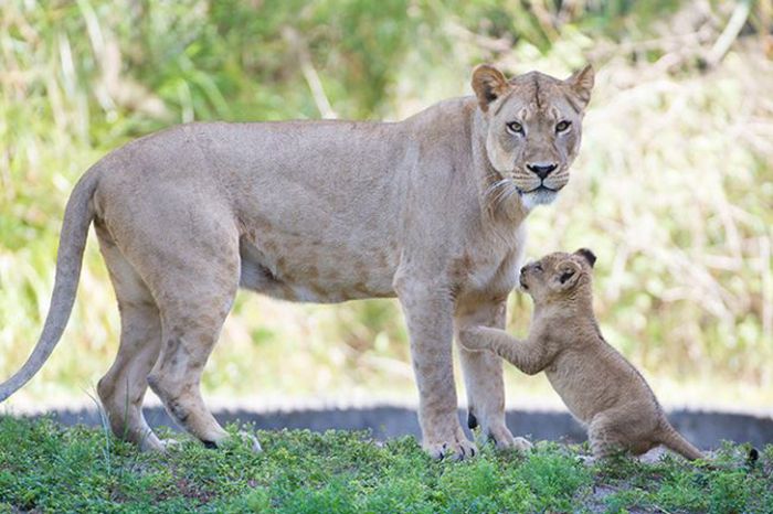 Three-month-old lion cub K'wasi meet his mom Asha, Miami-Dade Zoological Park and Gardens, Miami, Florida, United States