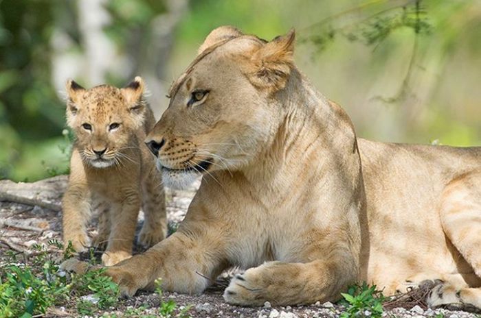 Three-month-old lion cub K'wasi meet his mom Asha, Miami-Dade Zoological Park and Gardens, Miami, Florida, United States