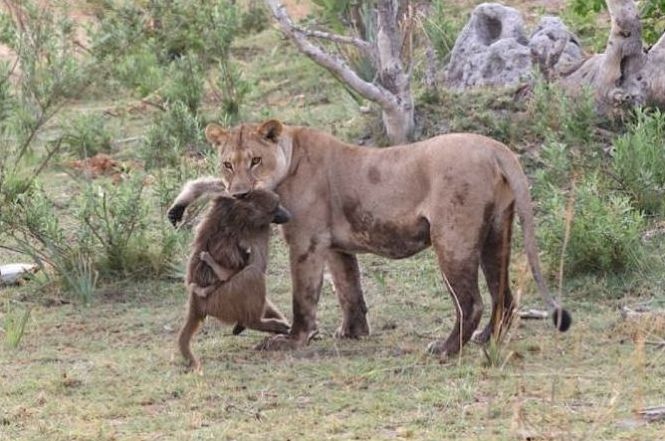 baby baboon caught by a lioness