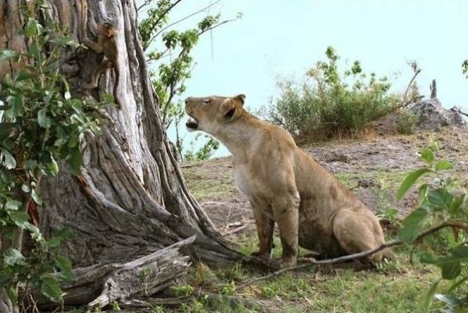 baby baboon caught by a lioness