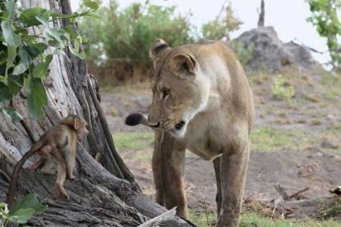 baby baboon caught by a lioness