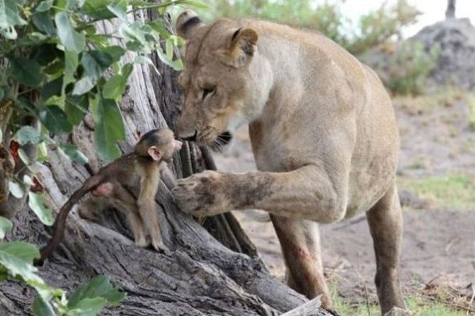 baby baboon caught by a lioness