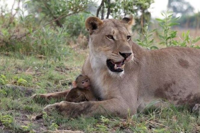 baby baboon caught by a lioness