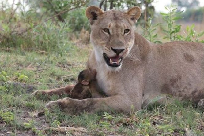 baby baboon caught by a lioness