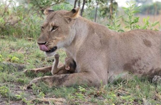 baby baboon caught by a lioness