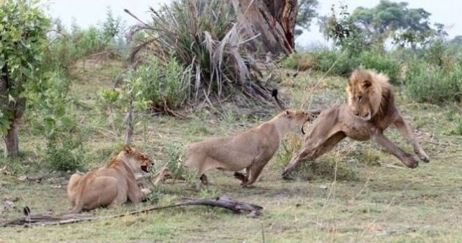 baby baboon caught by a lioness