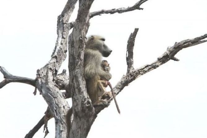 baby baboon caught by a lioness