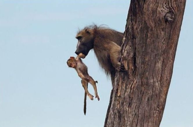 baby baboon caught by a lioness