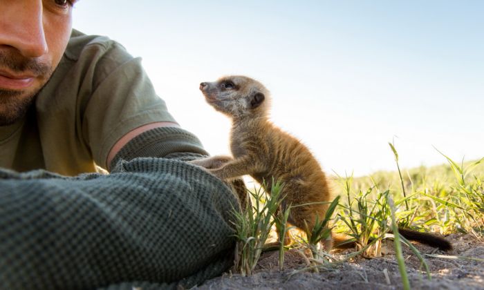 Meerkat selfies by Will Burrard-Lucas