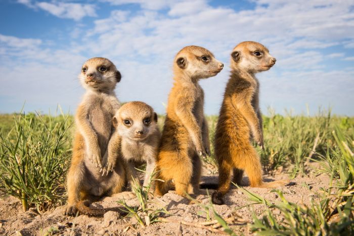 Meerkat selfies by Will Burrard-Lucas