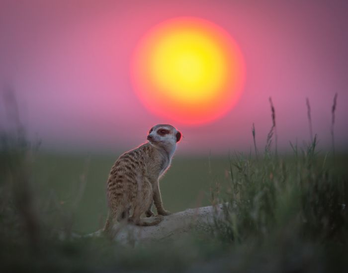 Meerkat selfies by Will Burrard-Lucas