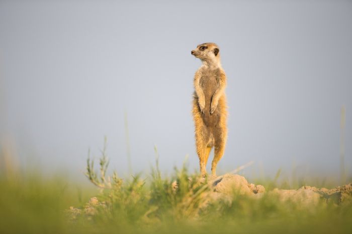 Meerkat selfies by Will Burrard-Lucas