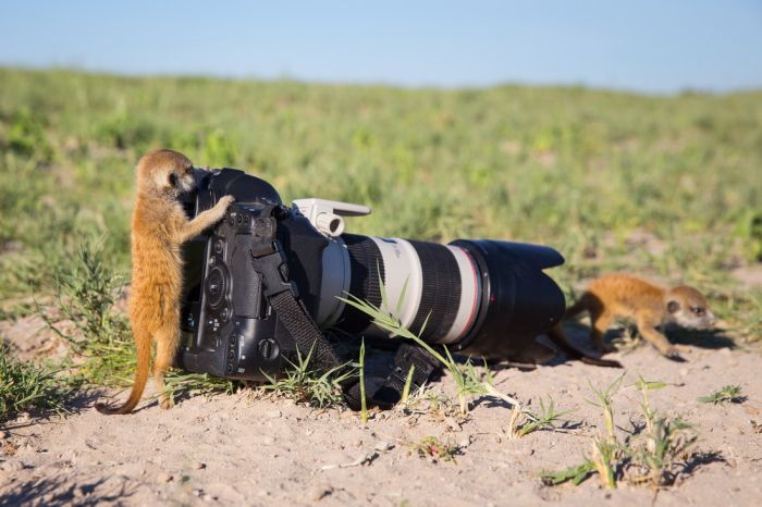 Meerkat selfies by Will Burrard-Lucas