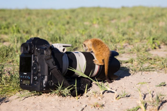 Meerkat selfies by Will Burrard-Lucas