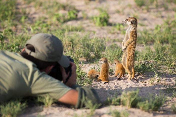 Meerkat selfies by Will Burrard-Lucas