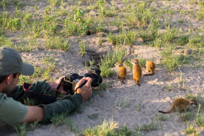 Meerkat selfies by Will Burrard-Lucas