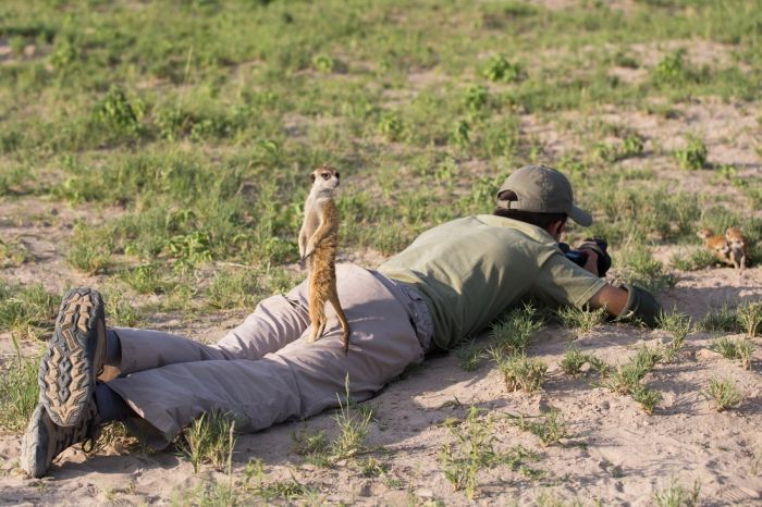 Meerkat selfies by Will Burrard-Lucas