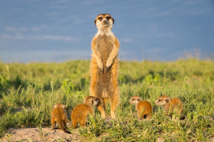 Meerkat selfies by Will Burrard-Lucas