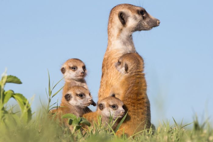 Meerkat selfies by Will Burrard-Lucas