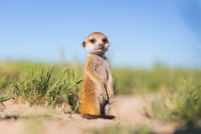 Meerkat selfies by Will Burrard-Lucas