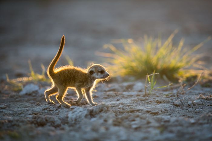 Meerkat selfies by Will Burrard-Lucas