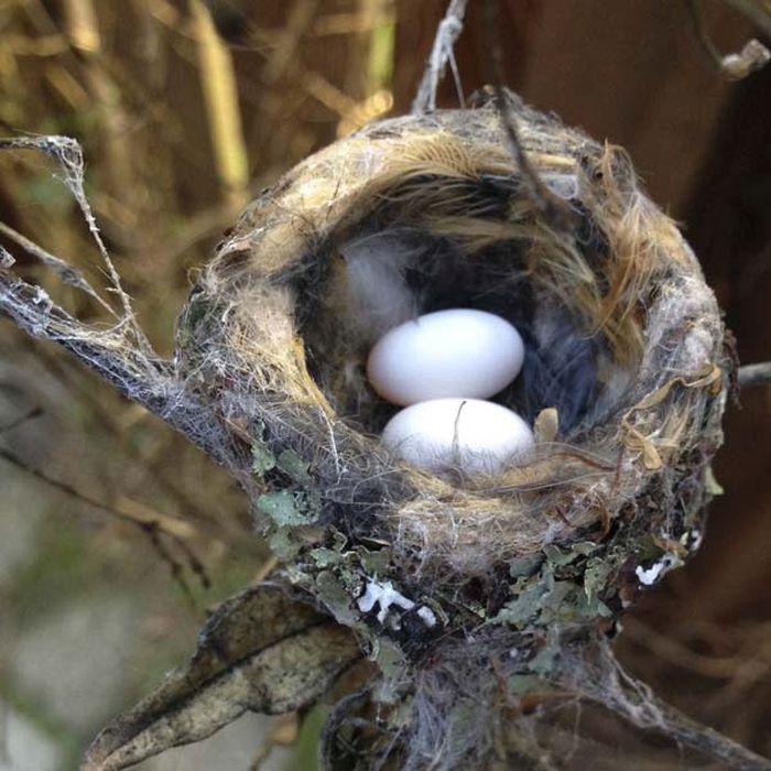 baby hummingbirds in the nest