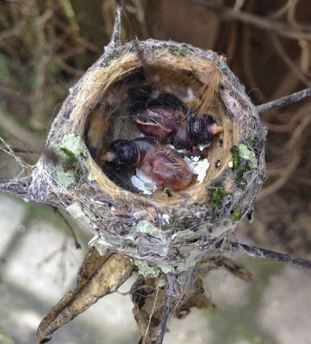 baby hummingbirds in the nest