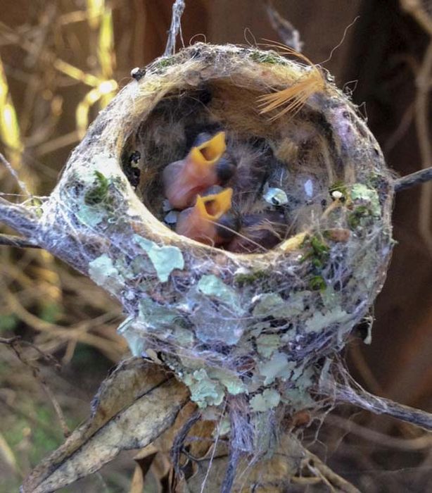 baby hummingbirds in the nest